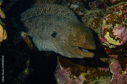 Muräne im Roten Meer
