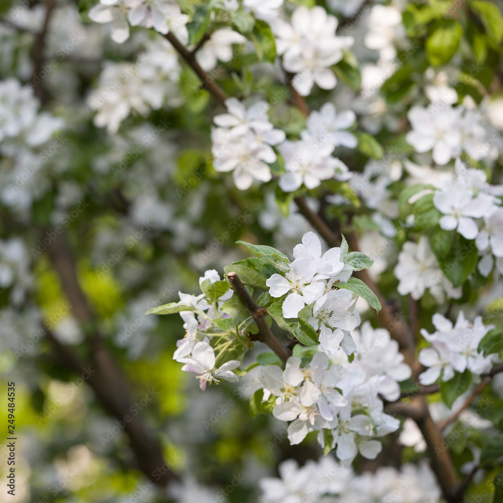 Apple blossom in a park. White blossoms in an apple garden. Spring flowers.