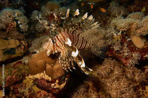 Rotfeuerfisch