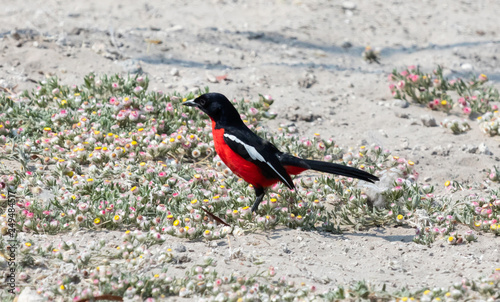 Crimson-Breasted Shrike photo