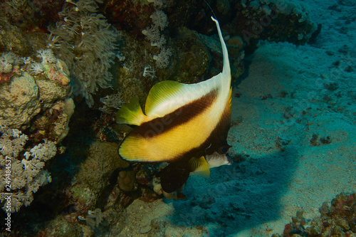 Rotmeerwimpelfisch