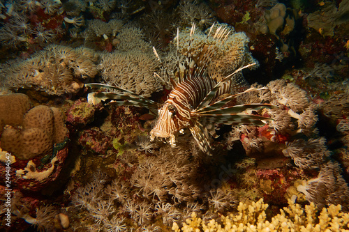 Rotfeuerfisch im Roten Meer