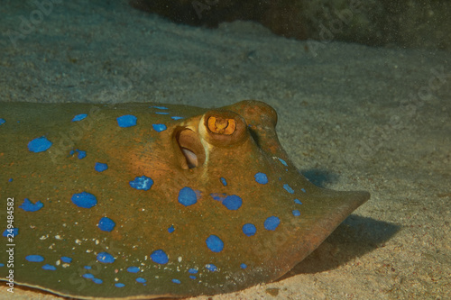 Blaupunktrochen im Roten Meer