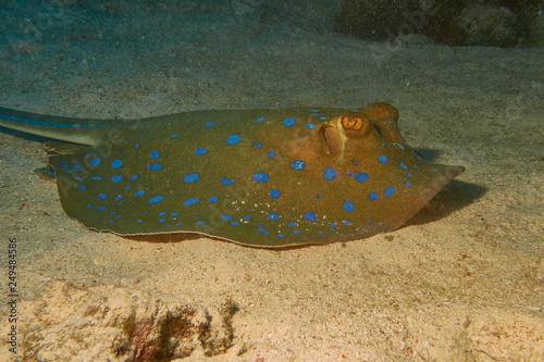 Blaupunktrochen im Roten Meer