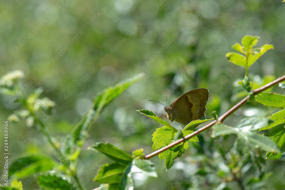 Satyridae / Çayır Esmeri / / Maniola jurtina Satyridae / Çayır Esmeri / / Maniola jurtina