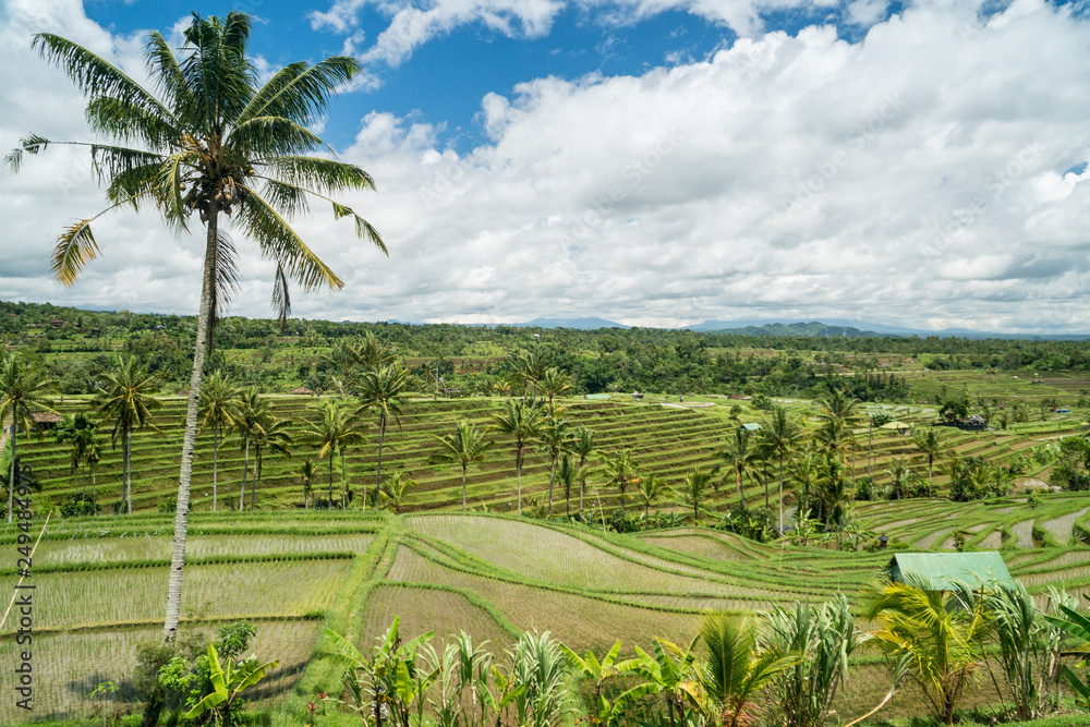 Jatiluwih rice terraces landscape in Bali, Indonesia. Jatiluwih rice terraces landscape in Bali, Indonesia.