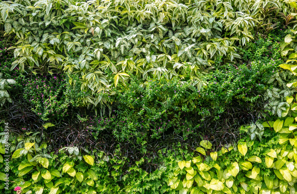 Herb wall, plant wall, natural green wallpaper and background. Forest nature green wall. garden herb plant. Herb wall, plant wall, natural green wallpaper and background. Forest nature green wall. garden herb plant.