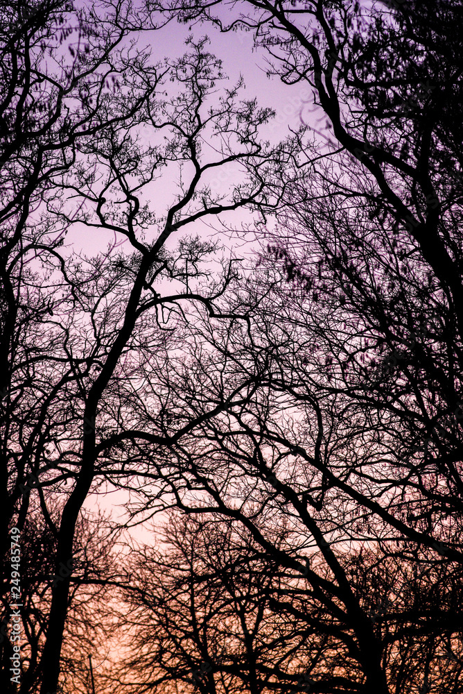 Sunset in the forest in the autumn season when the trees are without leaves. Sunset in the forest in the autumn season when the trees are without leaves.