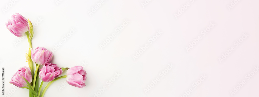 Pink tulips on white background with copy space. Top view, banner for website.