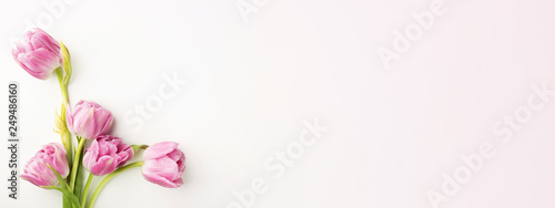 Pink tulips on white background with copy space. Top view, banner for website. © Olga Zarytska