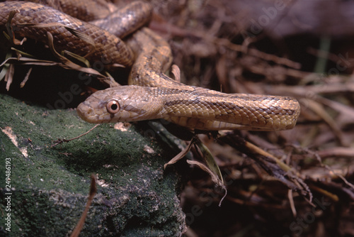 Northwestern Garter Snake  Thamnophis Ordinoides 