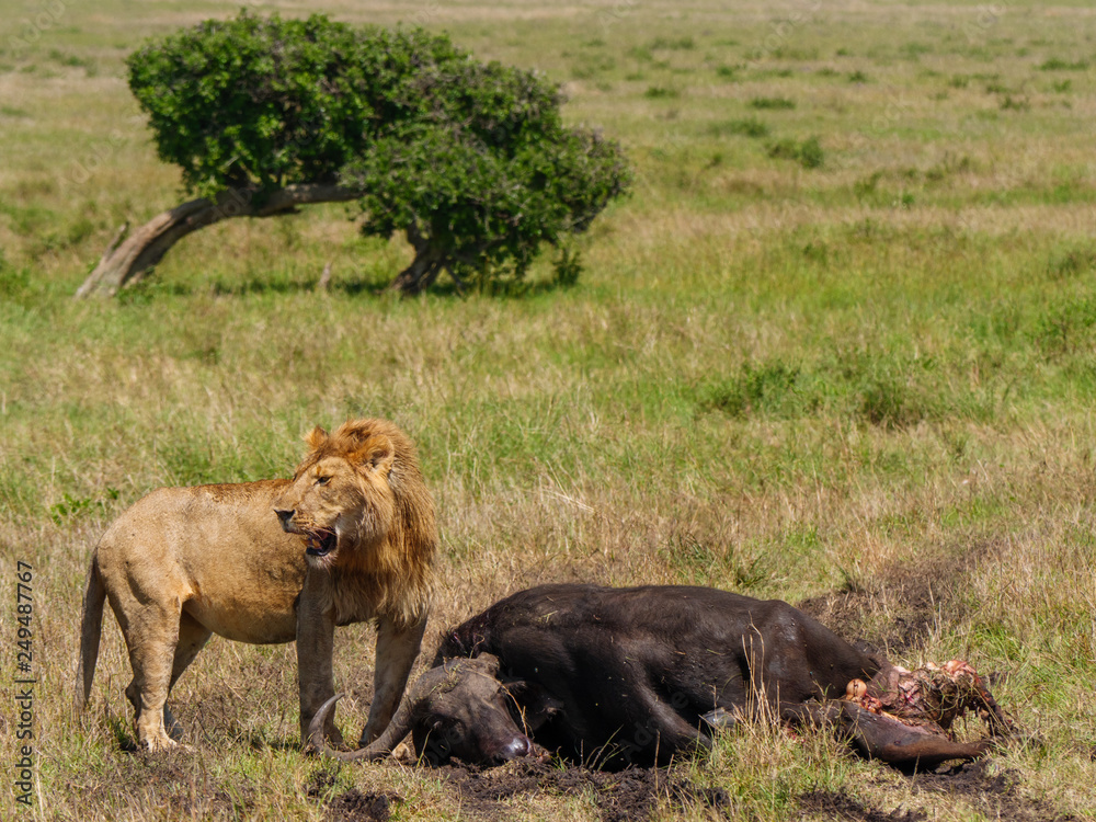 East african lion protecting his cape buffalo prey