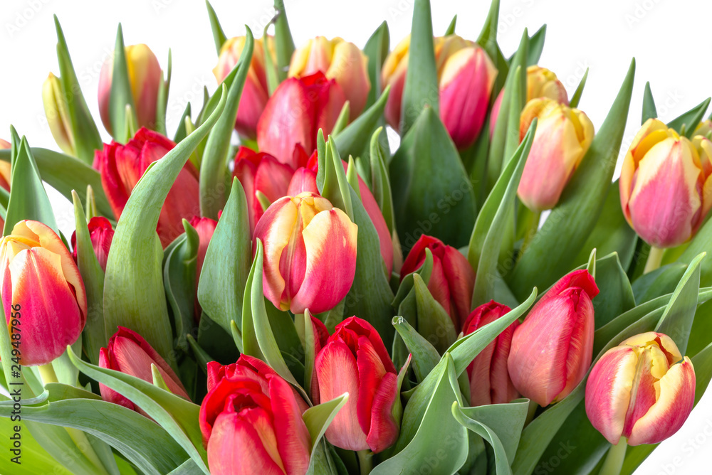 Colorful spring flowers, bouquet of tulips, background useful as mother's day card or women's day gift Colorful spring flowers, bouquet of tulips, background useful as mother's day card or women's day gift