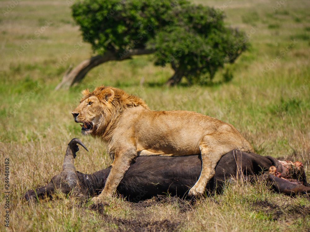 East african lion protecting his cape buffalo prey East african lion protecting his cape buffalo prey