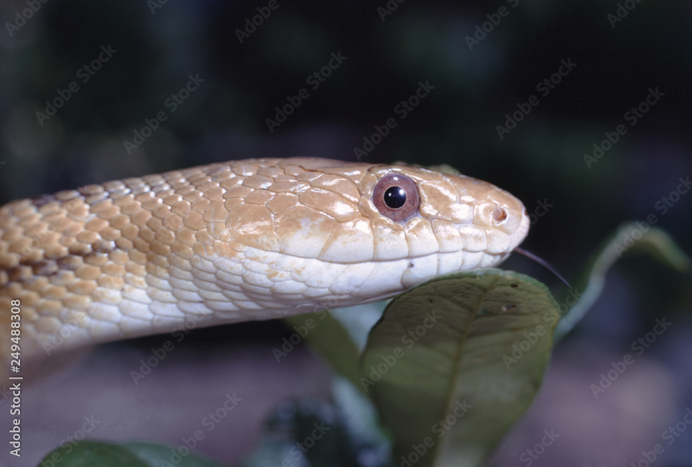 Yellow Rat Snake (Spilotes Pullatus) Yellow Rat Snake (Spilotes Pullatus)
