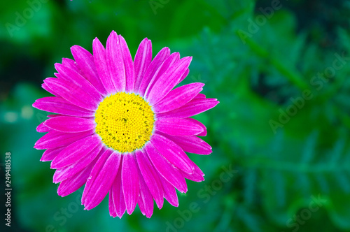 Aster Alpinus Superbus photo