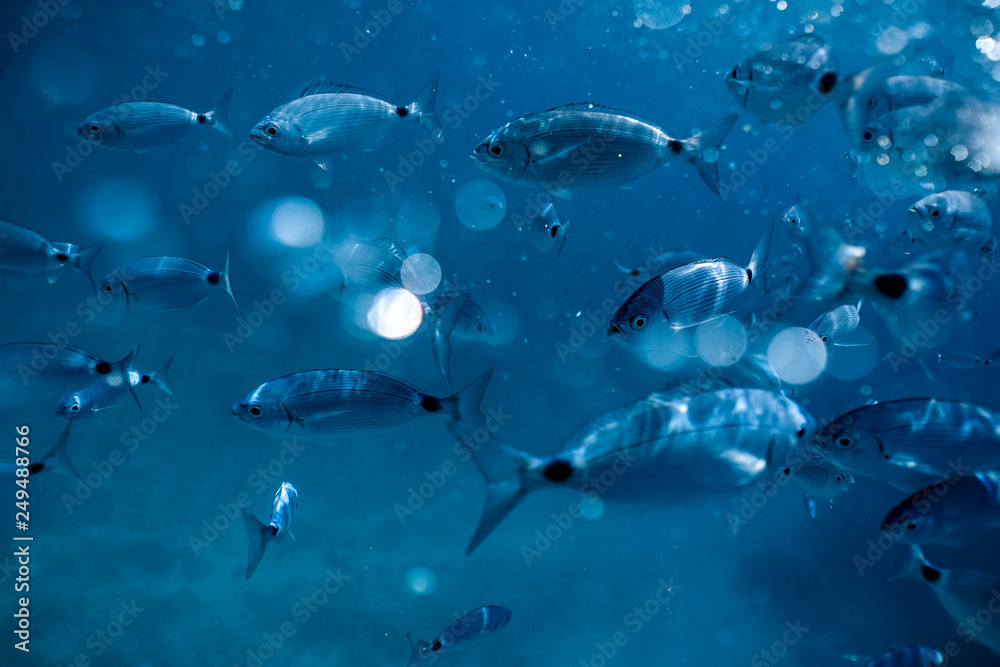 Fototapeta premium Ringel bream under water, under water photography of ocean fish in Croatia, fish swarm close up photo, amazing blue ocean with little fish in it, 