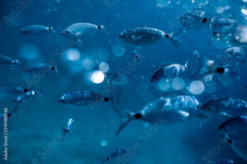 Ringel bream under water, under water photography of ocean fish in Croatia, fish swarm close up photo, amazing blue ocean with little fish in it, 