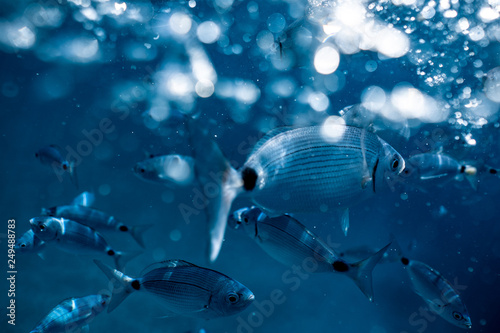 Ringel bream under water, under water photography of ocean fish in Croatia, fish swarm close up photo, amazing blue ocean with little fish in it, 