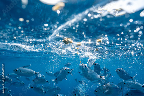 Ringel bream under water, under water photography of ocean fish in Croatia, fish swarm close up photo, amazing blue ocean with little fish in it, 
