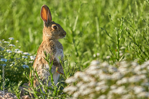 Common or European rabbit (Oryctolagus cuniculus), Andalusia. Spain © Jesnofer