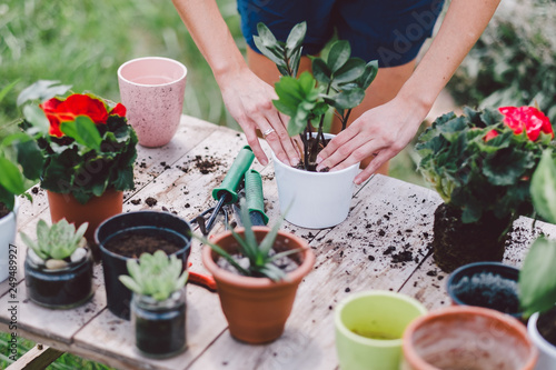 Billede på lærred Female friends potting plant while crouching on field at yard