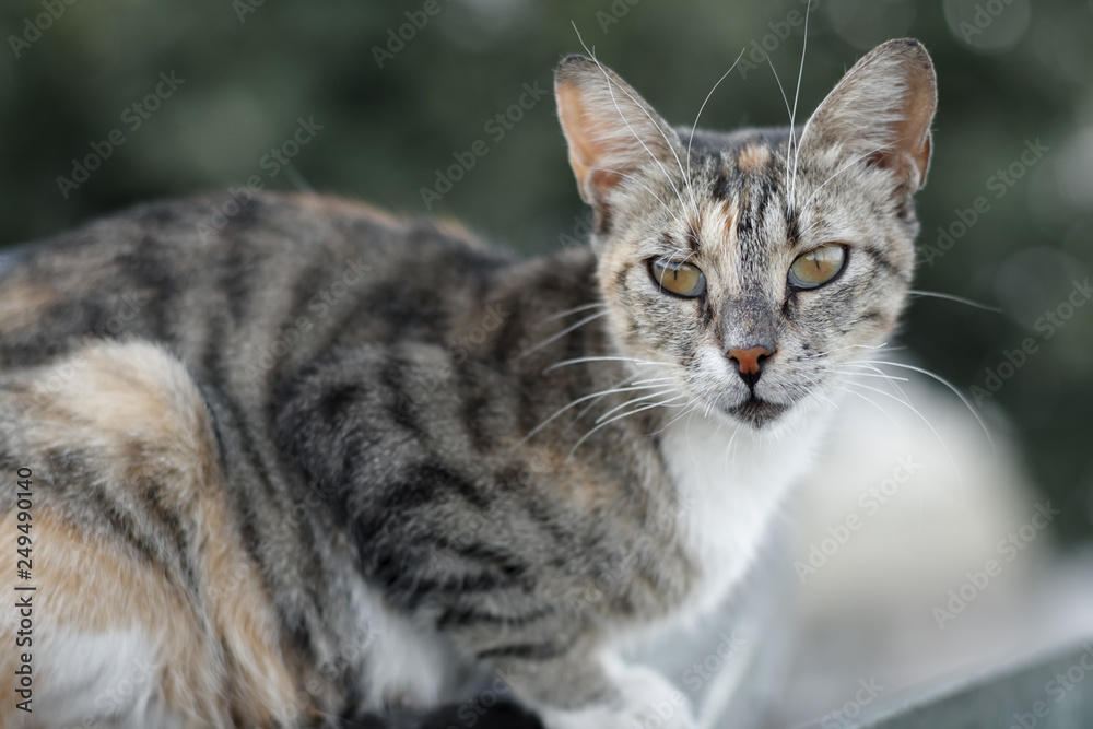 A gray young striped cat with a long mustache and yellow eyes sits on the street