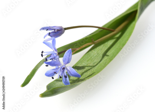 Blaustern, Scilla, bifolia photo