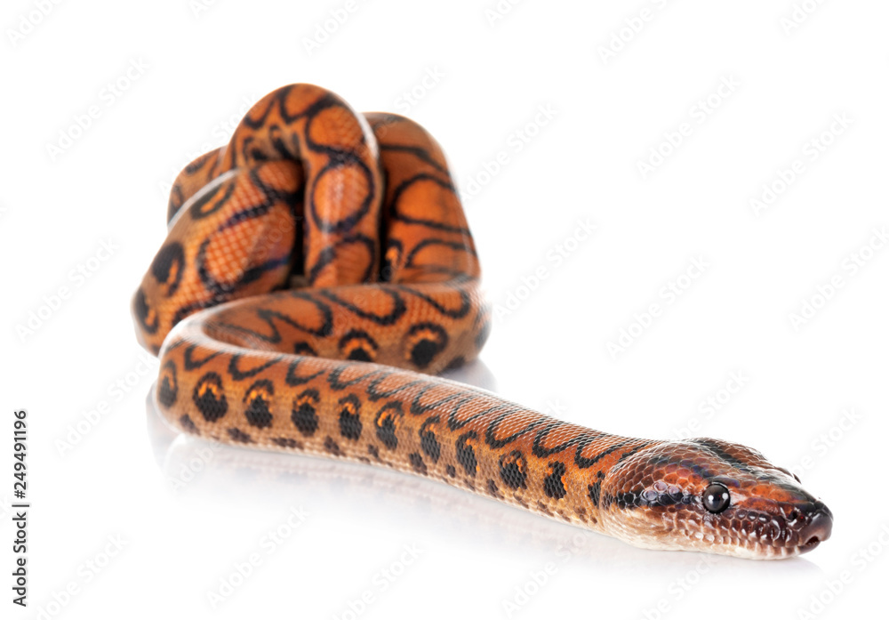 Rainbow boa in studio Rainbow boa in studio