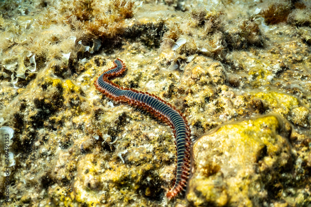fish on coral reef, under water wurm in the ocean of croatia fish on coral reef, under water wurm in the ocean of croatia