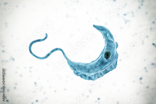 Trypanosoma brucei parasite, 3D illustration. A protozoan that is transmitted by tse-tse fly and causes African sleeping sickness photo