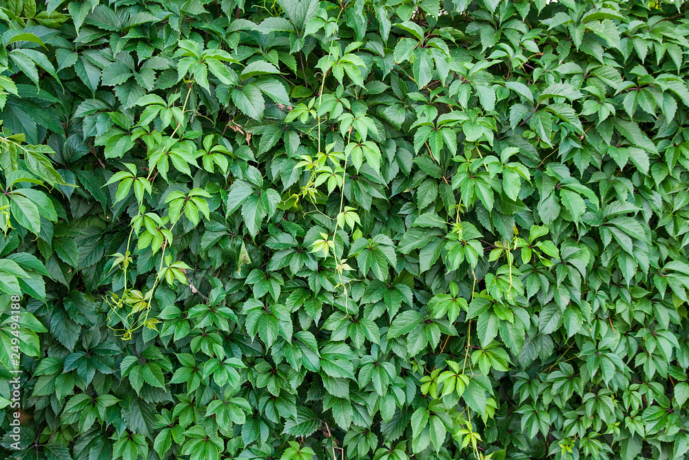 Natural background. Green leaves of wild grapes on the wooden fence. . Natural background. Green leaves of wild grapes on the wooden fence. .