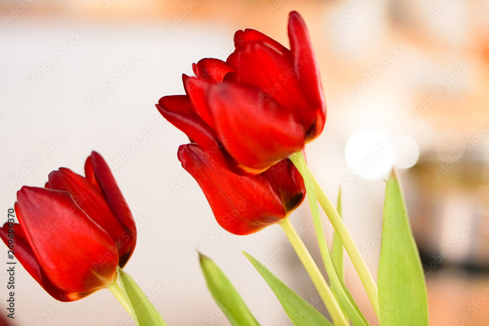 Fototapeta premium Rote Tulpen Blumen in der Küche