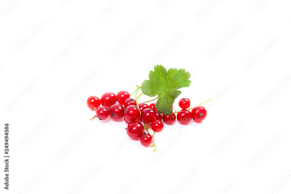 Red currant berry isolated on white. A bunch of red currant.. Red currant berry isolated on white. A bunch of red currant..