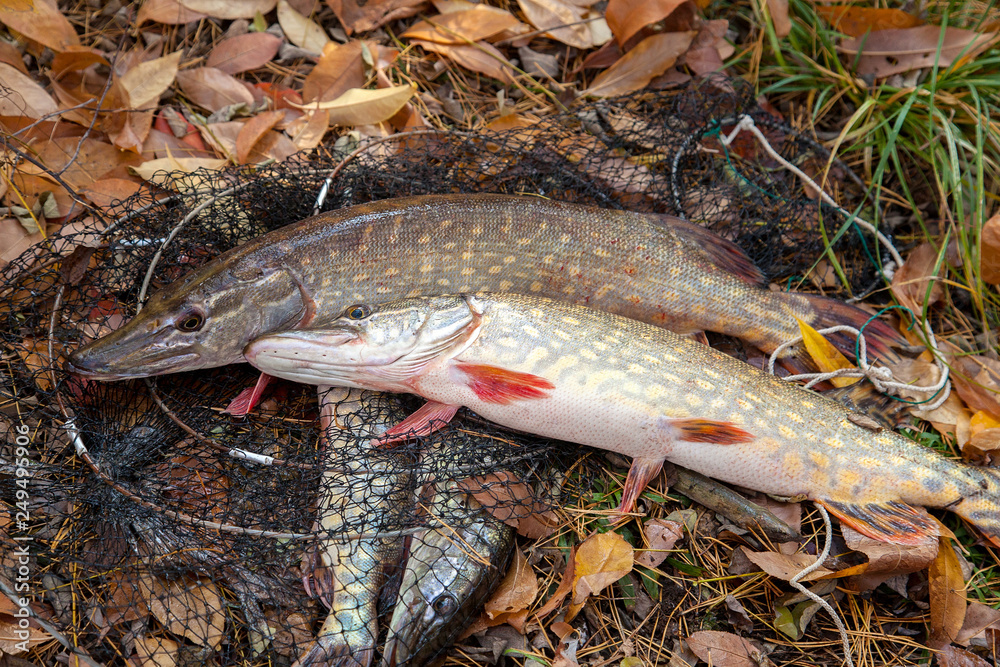 Freshwater pike fish. Two freshwater pike fish lies on landing net with fishery catch in it..