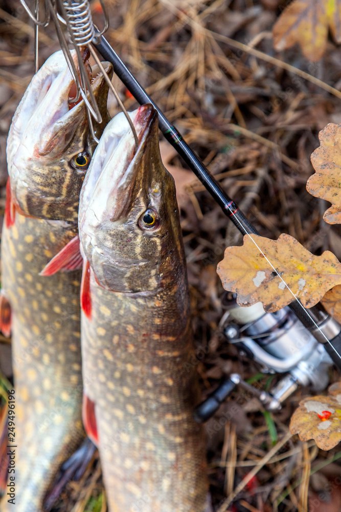 Freshwater pike fish. Two freshwater pike fish on fish stringer and fishing  rod with reel on yellow leaves at autumn time.. Stock Photo