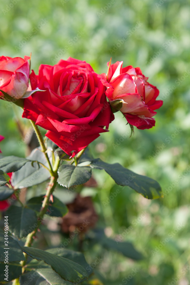 Beautiful red rose bush growing in the garden. Beautiful red rose bush growing in the garden.