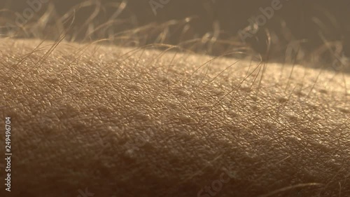 Goosebumps close up. Hair on the hand stand up and falls. Skin reaction to cold, fear, or good music. Horripilation on skin. photo