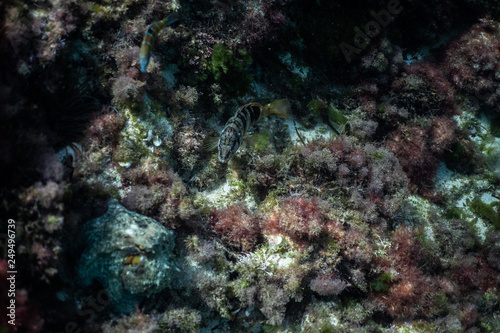 wild octopus under water, beautiful Palma de Mallorca wild life, underwater wildlife Photography, amazing animal Photo