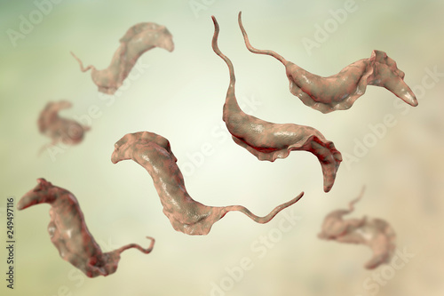 Trypanosoma cruzi parasites, 3D illustration. A protozoan that causes Chagas' disease transmitted to humans by the bite of triatomine bug photo