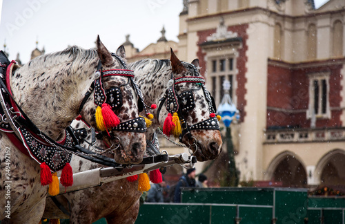 European style carriage horses on the square