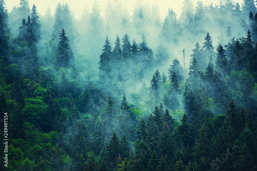 Fototapeta Las osnuty gęstą mgłą w górskim krajobrazie