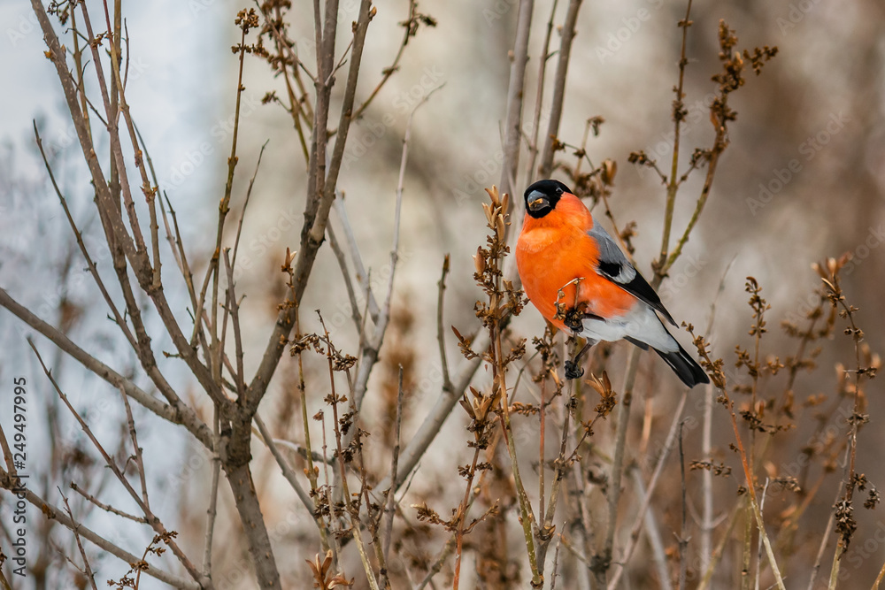A beautiful red bullfinch bird sits on a brown branch and eats dry lilac seeds in the park in winter A beautiful red bullfinch bird sits on a brown branch and eats dry lilac seeds in the park in winter