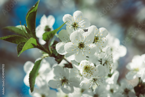 Cherry flowers frame © Roxana