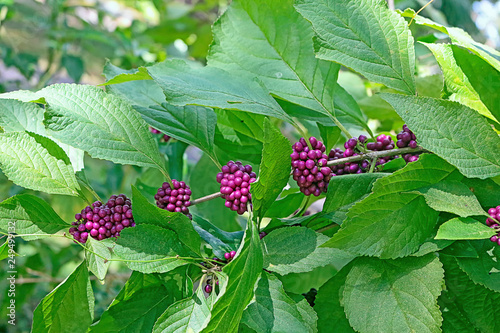 American callicarpa fruit (American Beautyberry) close-up photograph showing the plant with small mauve fruits in clusters