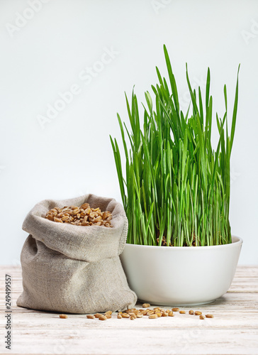 Green wheat sprouts in white cup and wheat grains in  canvas sack on  white background.