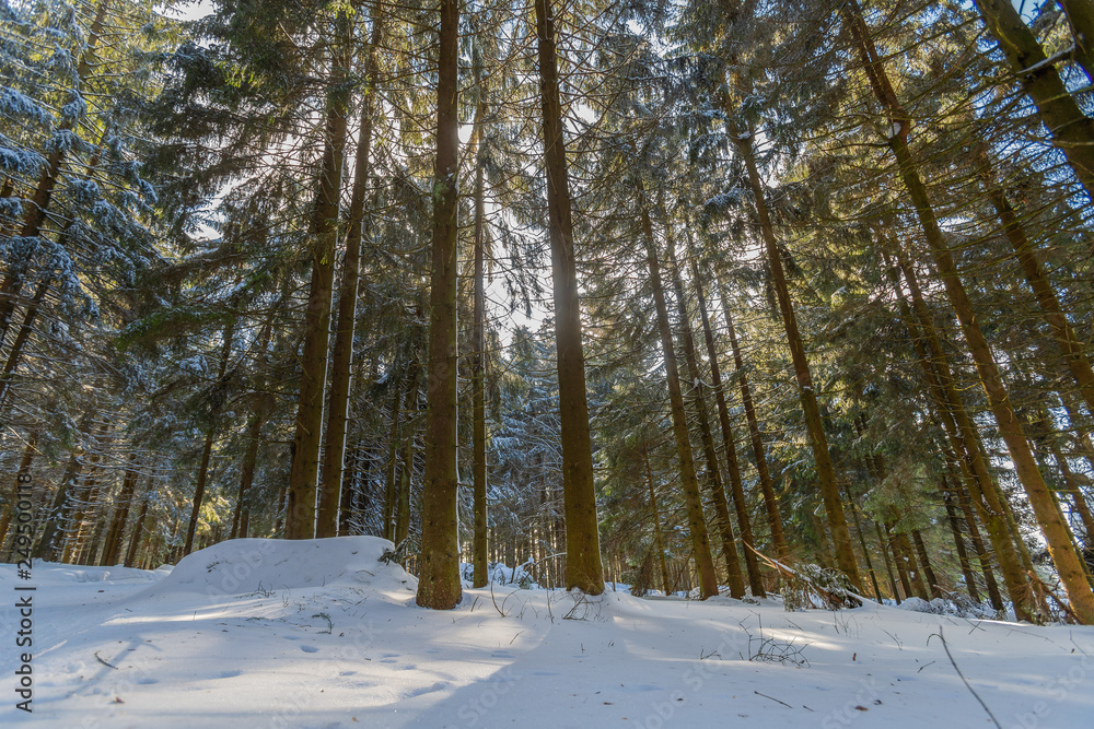 Fototapeta premium Winterlandschaft Bayerischer Wald - St. Englmar - Pröller