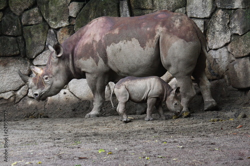 ヒガシクロサイの親子（サイ、Eastern Black Rhinoceros） © darock