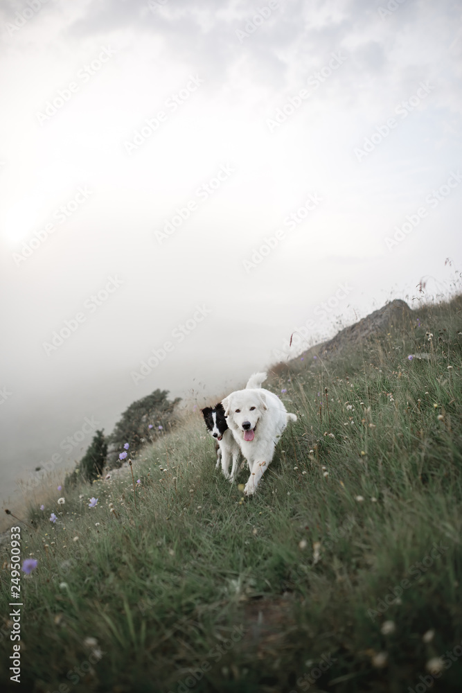 two dogs, bordercollie, run in fog on field with flowers