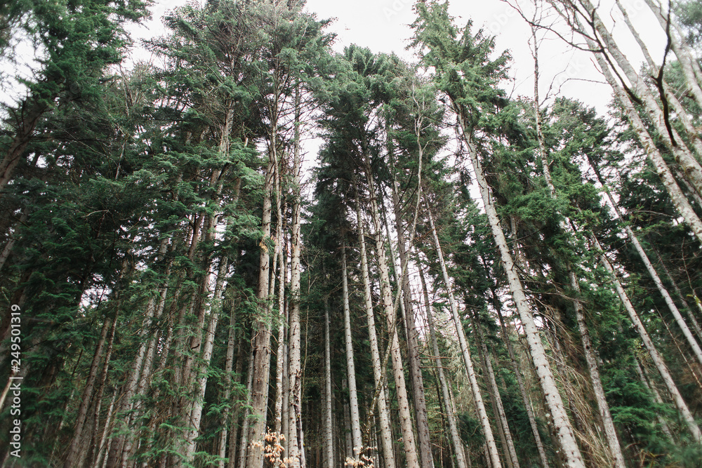Forest in the Caucasus Mountains Russia, pine wood Forest in the Caucasus Mountains Russia, pine wood